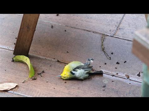 鳥死掉怎麼處理